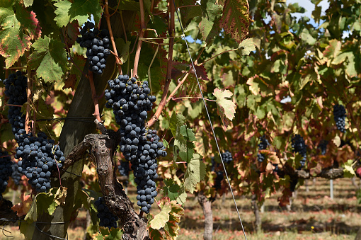 Parreira de uvas tintas sobre solo argiloso